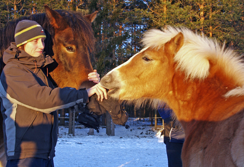 Siv med hästar